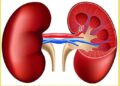 আজ বিশ্ব কিডনি দিবস
