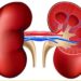 আজ বিশ্ব কিডনি দিবস