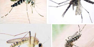 মার্চ মাসে মশা বাড়বে ৪ গুণ: গবেষণা