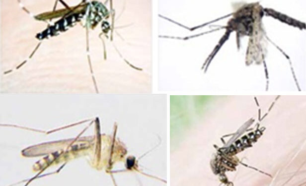 মার্চ মাসে মশা বাড়বে ৪ গুণ: গবেষণা