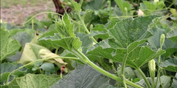 জেনে নিন লাউ শাকের পুষ্টিগুণ ও উপকারিতা