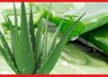 অতিরিক্ত অ্যালোভেরা ব্যবহারে হতে পারে একাধিক রোগ !