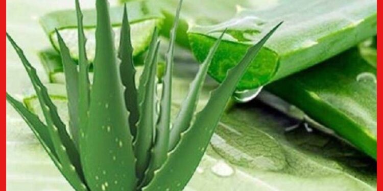 অতিরিক্ত অ্যালোভেরা ব্যবহারে হতে পারে একাধিক রোগ !