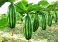 পটলের স্বাস্থ্য উপকারিতা ও ঔষধি গুণাগুণ