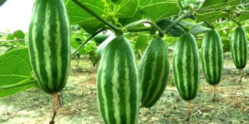 পটলের স্বাস্থ্য উপকারিতা ও ঔষধি গুণাগুণ