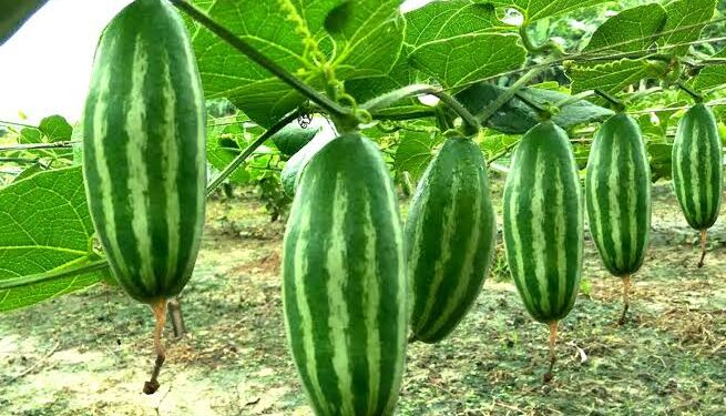 পটলের স্বাস্থ্য উপকারিতা ও ঔষধি গুণাগুণ