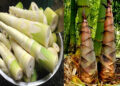 সুস্থ্য থাকতে হলে বাঁশ খান !