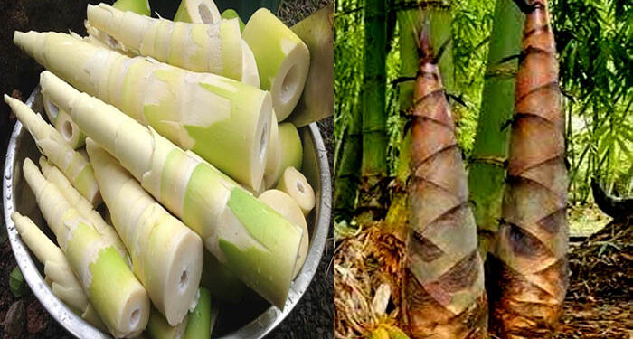 সুস্থ্য থাকতে হলে বাঁশ খান !