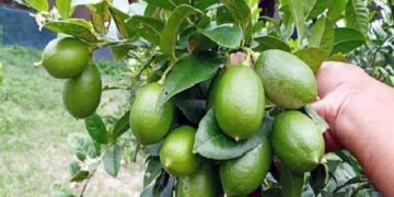 ক্যানসার ,শ্বাসকষ্টের ঝুঁকি কমাতে লেবু