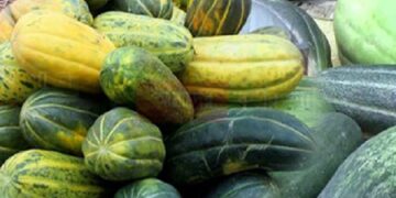 ইফতারে বাঙ্গির নানা উপকারিতা