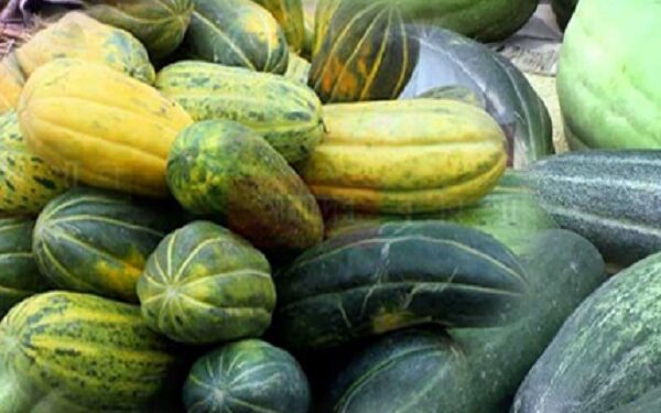 ইফতারে বাঙ্গির নানা উপকারিতা