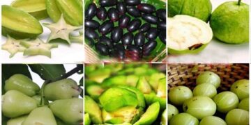 ডায়াবেটিস রোগিদের যেসব ফল খেতে নেই বাধা