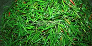 ৬টি মারাত্মক রোগ থেকে মুক্তি দেবে কাঁচামরিচ