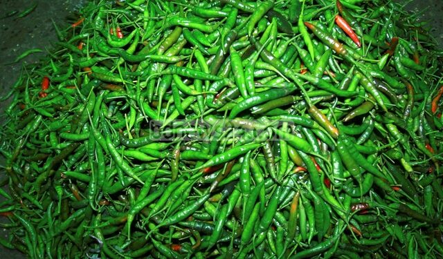 ৬টি মারাত্মক রোগ থেকে মুক্তি দেবে কাঁচামরিচ