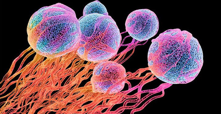 টিউমার ও ক্যান্সারের মধ্যে পার্থক্য কী? 