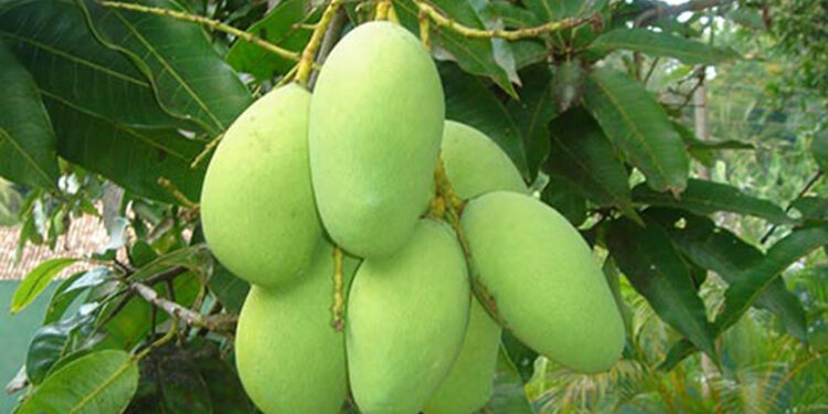 গরমকালে কাঁচা আম খাওয়ার নানা উপকারিতা