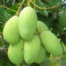 গরমকালে কাঁচা আম খাওয়ার নানা উপকারিতা