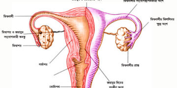 প্রথমবার ১০ থেকে ১৪ বছরের শিক্ষার্থীরা পাবে জরায়ুমুখ ক্যানসারের টিকা