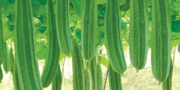 ক্যান্সার,হৃদরোগ, অর্শ রোগ প্রতিরোধে ঝিঙা