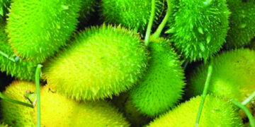 ক্যান্সার প্রতিরোধে,কোলেস্টেরলের মাত্রা কমাতে কাঁকরোল