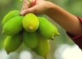 দৃষ্টিশক্তি বাড়ানো সহ আরো ৮ উপকারিতা কাঁকরোলে