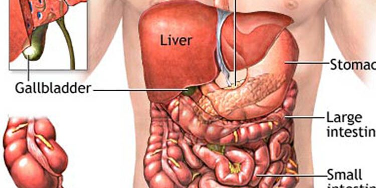 লিভার ভালো রাখতে এড়িয়ে চলবেন যেসব খাবার