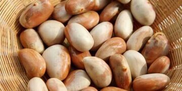 কাঁঠালের বীজ খাওয়া স্বাস্থ্যের জন্য কতটা ভাল?