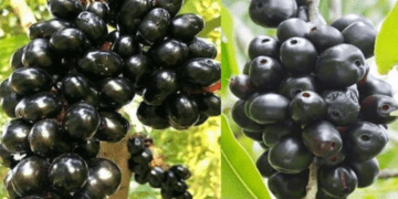 ডায়াবেটিস ও ওজন নিয়ন্ত্রণ ,হজম সহায়ক,রক্ত বিশুদ্ধ করতে জাম