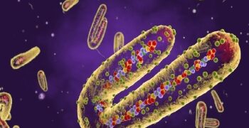 প্রাণঘাতী মারবার্গ ভাইরাস কী এবং কীভাবে ছড়ায়?