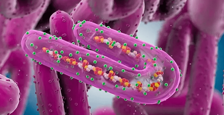 ঘানায় ১মবার মারবার্গ ভাইরাস শনাক্ত, ২ জনের মৃত্যু