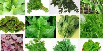 বর্ষায় শাক খাবেন কি না ?