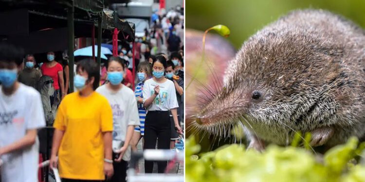 এবার চীনে নতুন আতঙ্ক ‘ল্যাঙ্গিয়া’ ভাইরাস