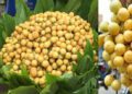রক্তশূন্যতা দূর করতে লটকন