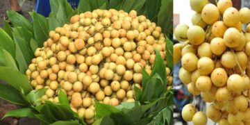 রক্তশূন্যতা দূর করতে লটকন