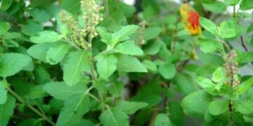 সংক্রমণ দূর করতে তুলসী পাতা