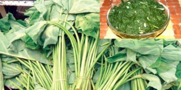 হজমের সমস্যা, ক্যানসারের ঝুঁকি কমায় কচু শাক