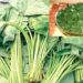 হজমের সমস্যা, ক্যানসারের ঝুঁকি কমায় কচু শাক