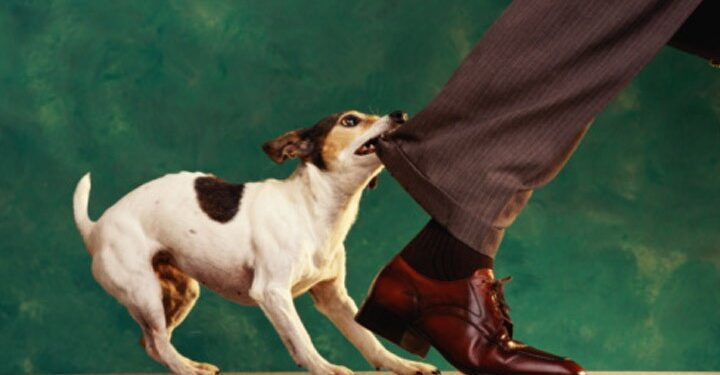 জলাতঙ্ক : টিকায় শতভাগ মৃত্যুরোধ সম্ভব