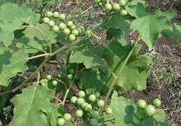 অ্যালার্জি সমস্যার মহৌষধ তিত বেগুন