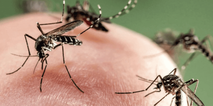 ক্ষতিকর মশাকে মানুষের কাজে লাগানোর উপায় বের করেছেন বিজ্ঞানীরা