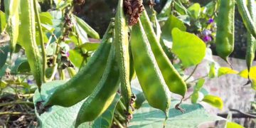 শীতে শিম খাওয়ার নানা উপকারিতা