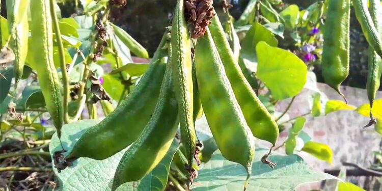 শীতে শিম খাওয়ার নানা উপকারিতা