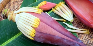 কোষ্ঠকাঠিন্য ও ডায়াবেটিস প্রতিরোধে কলার মোচা
