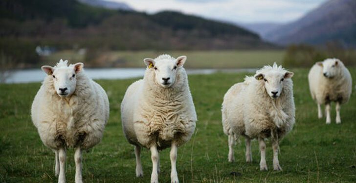 মানুষের রোগ নির্ণয়ে ব্যবহার বাড়ছে ভেড়ার রক্তের
