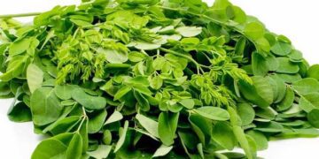 রক্তচাপ-কোলেস্টেরল কমাতে,ঘুমের সমস্যা সমাধানে সজনে পাতা