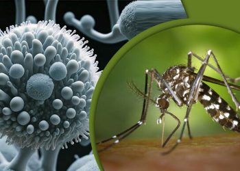 দেশে দুই ব্যক্তির শরীরে জিকা ভাইরাস শনাক্ত