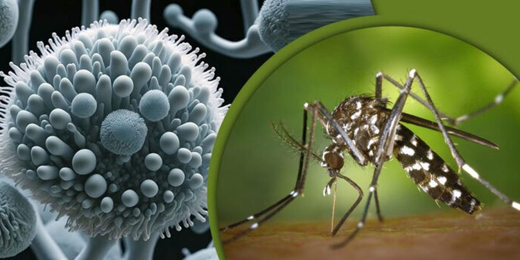 দেশে দুই ব্যক্তির শরীরে জিকা ভাইরাস শনাক্ত